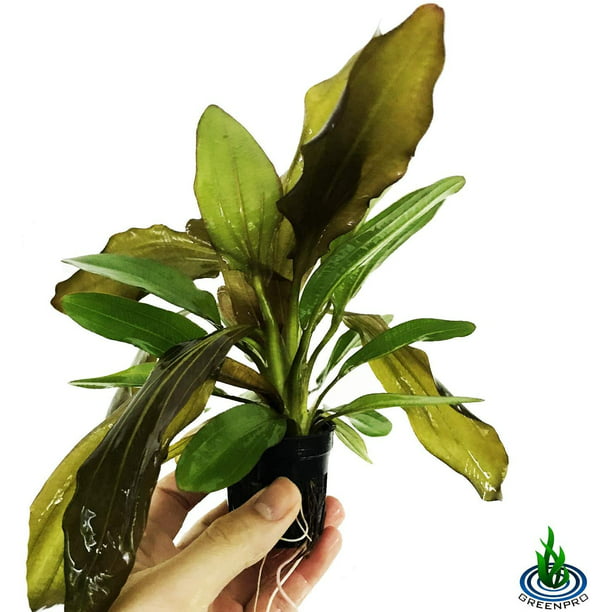 Alternanthera Bettzickiana Red Potted Live Aquarium Plants Easy Grow for Tank Decorations